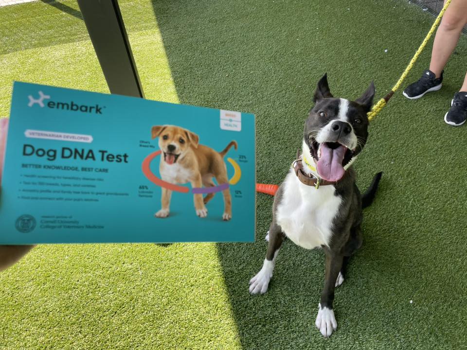 Embark Vet | Boston MA