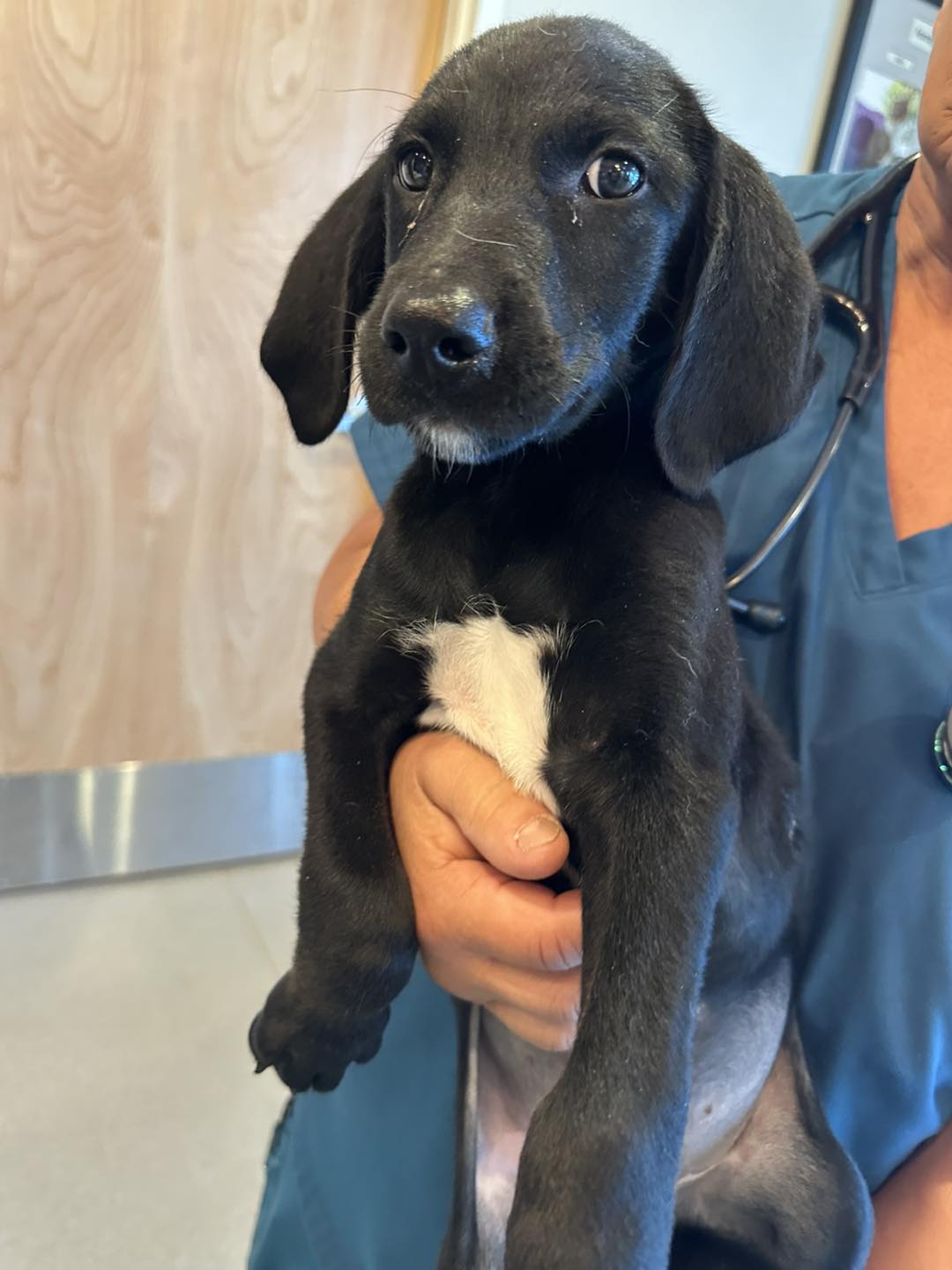 Florida Pointer Rescue added a... - Florida Pointer Rescue
