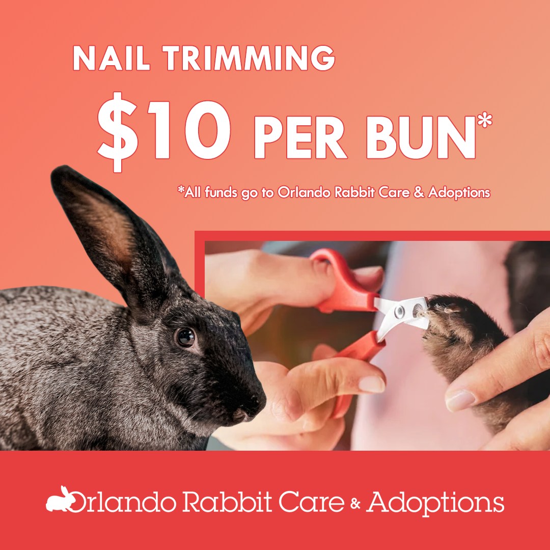 Orlando Rabbit Care & Adoptions | Longwood FL