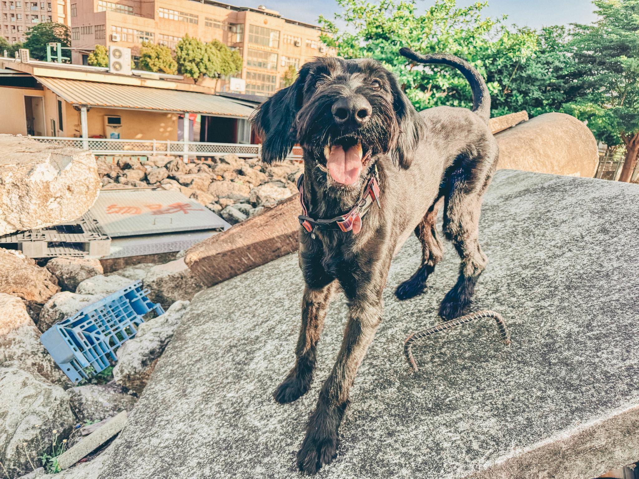 Tyfd-K9桃園搜救犬隊 - 現在只要有一點點小小的進步，我都會覺得很感動，是怎了😳😳😳 | Facebook