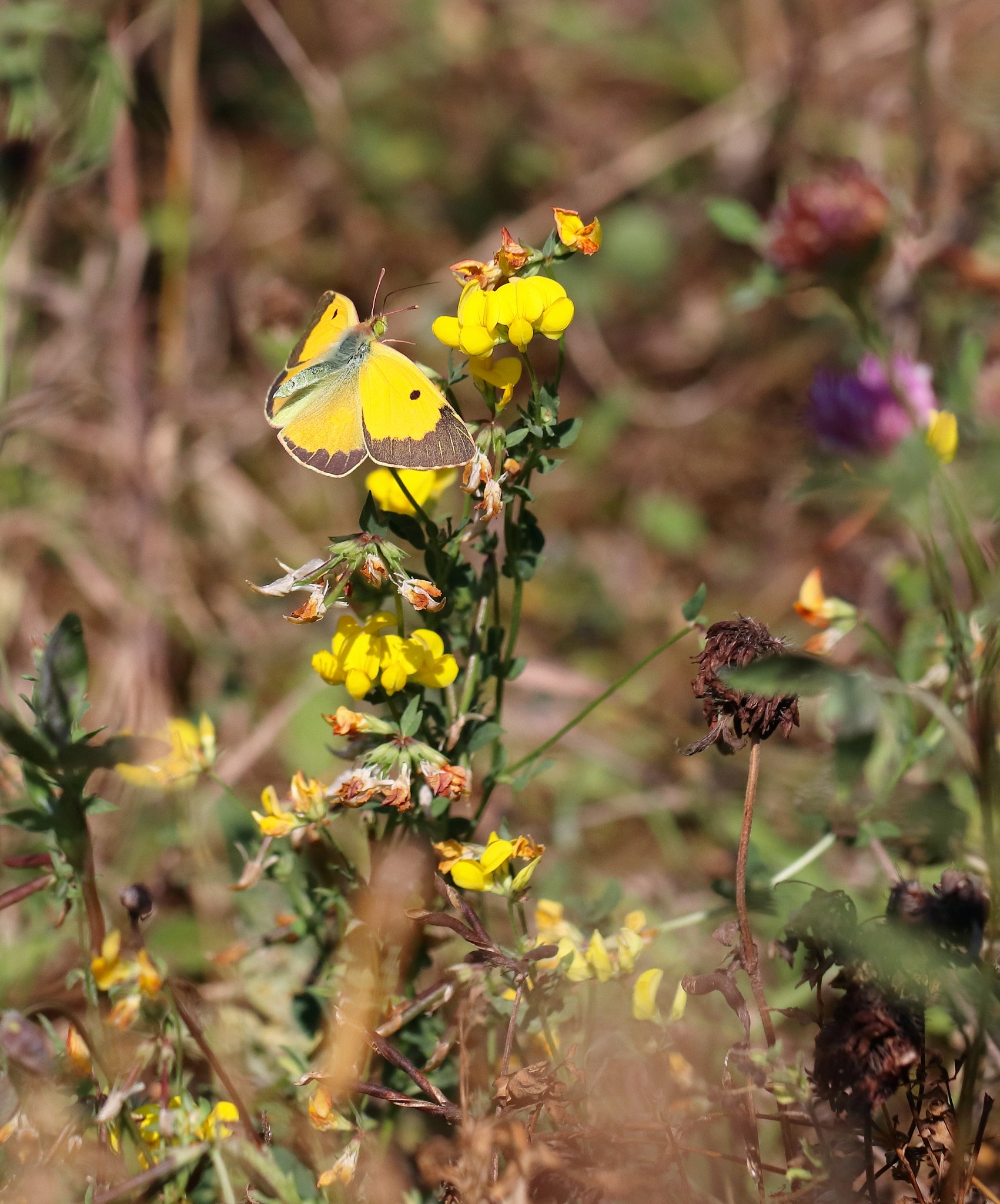 Rare Invertebrates... - Rare Invertebrates in the Cairngorms