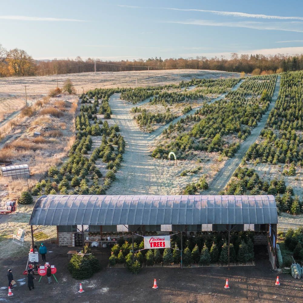 Arnprior Farm - Our favourite Christmas Tree farm is now OPEN!