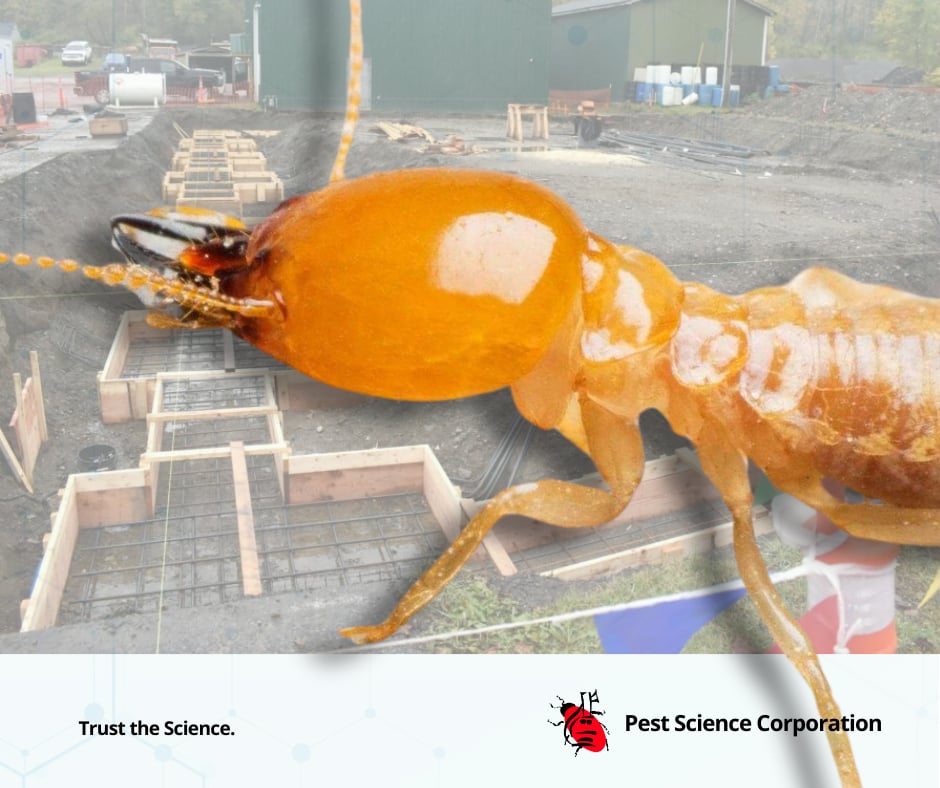 Pest - Termites: Hidden Invaders, Expensive Damage! Termites silently ...