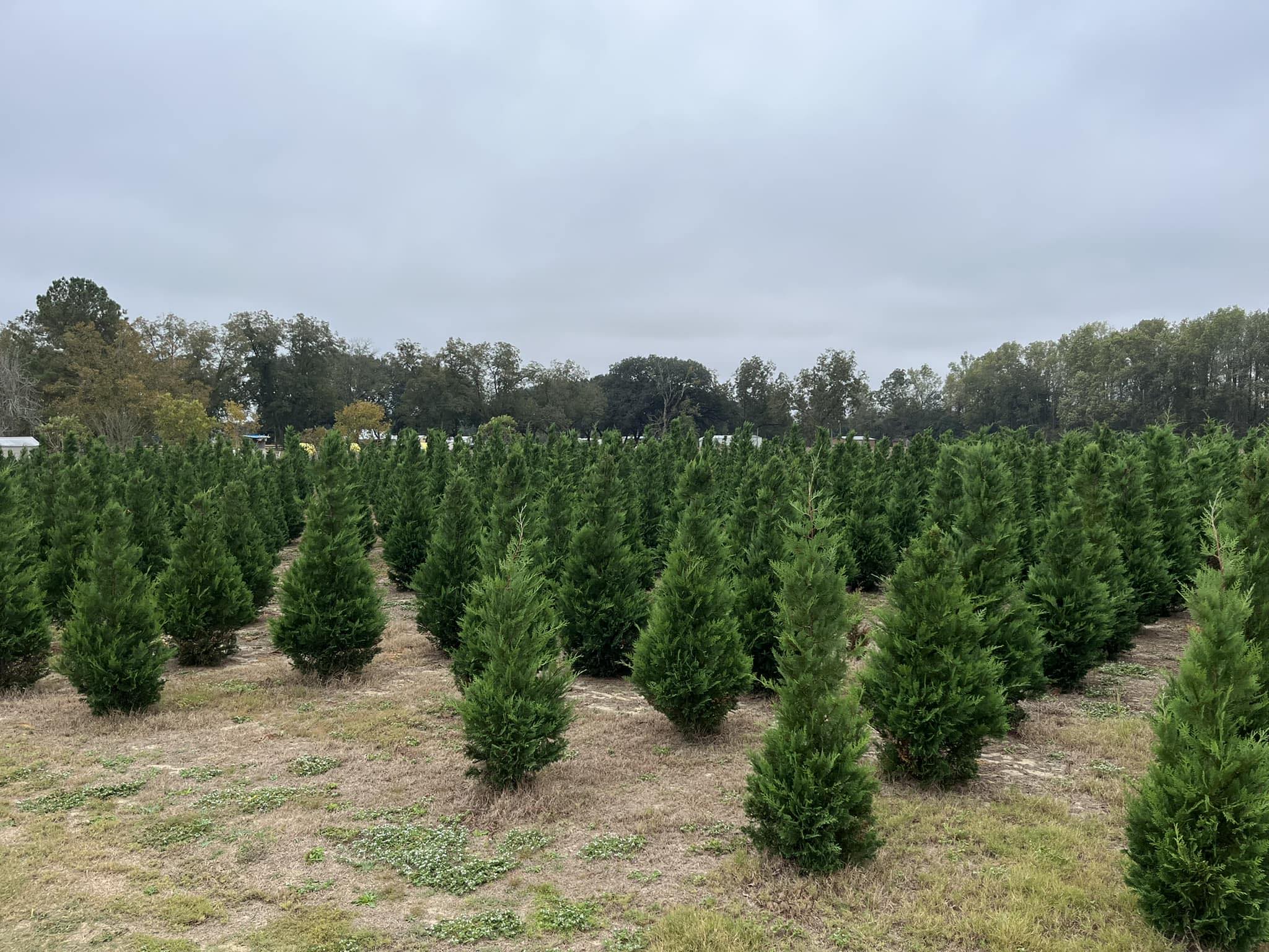 Todd’s Choose and Cut Christmas Tree Farm | Claxton GA