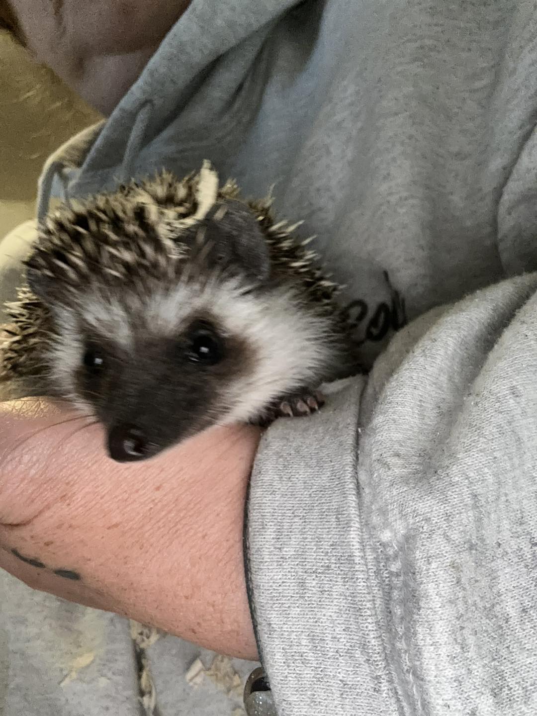 Pride Rock Rattery & Hedgies | Dayton OH