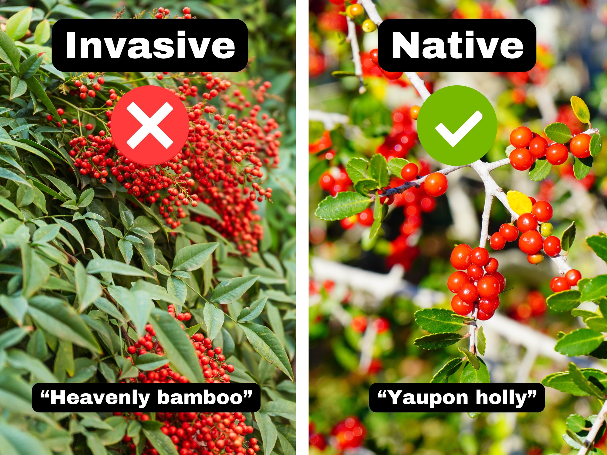 Virginia - The next species we're highlighting for National Invasive ...