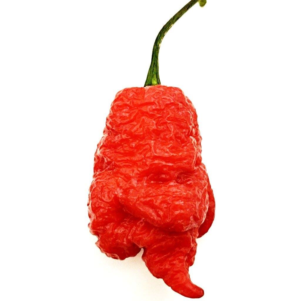 El mundo de los picantes mueve... - Paraguay Hot ky'ÿi Pepper | Facebook