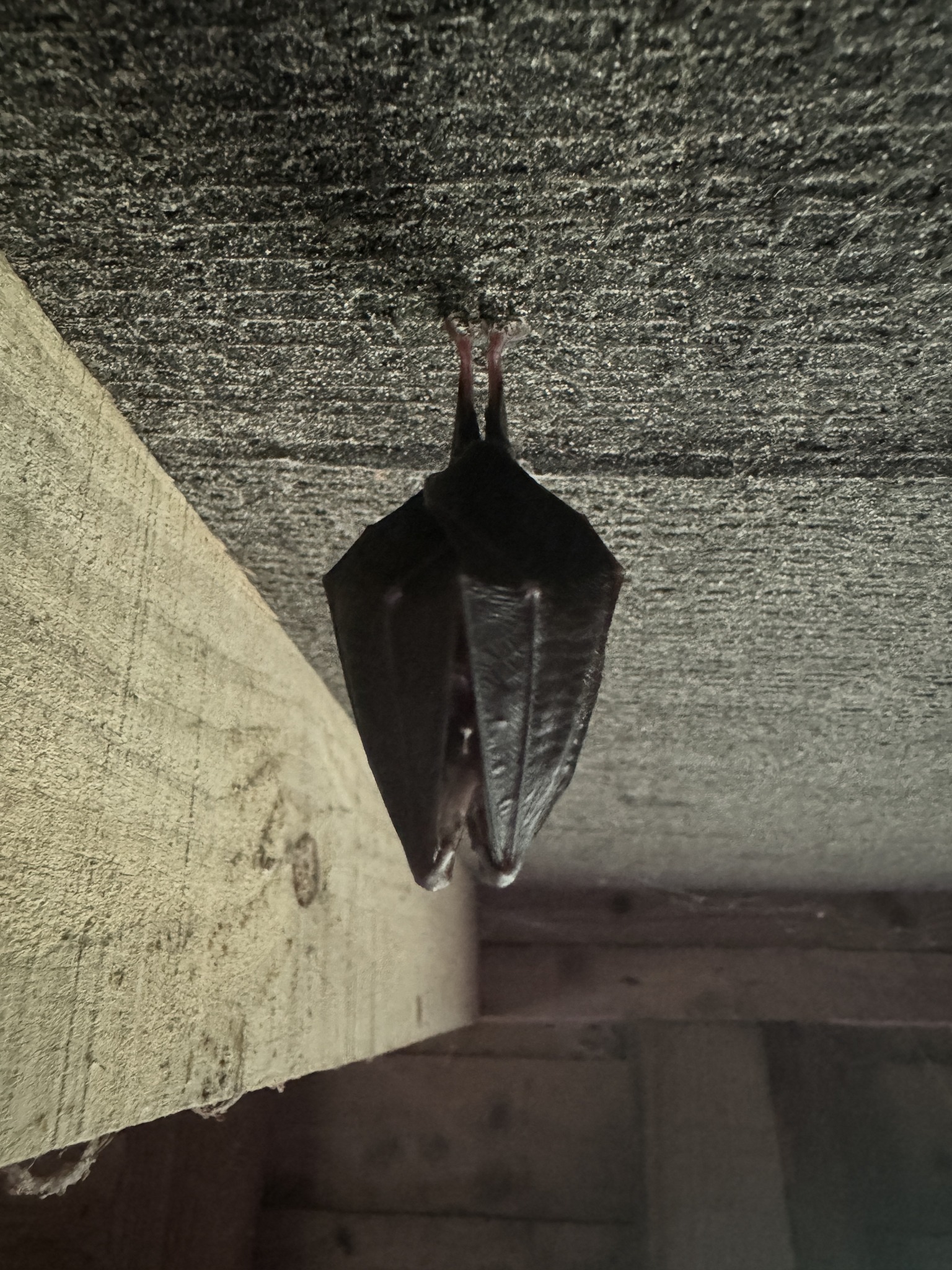 Center - It’s Bat Appreciation Day 🦇 We're proud to support several bat ...