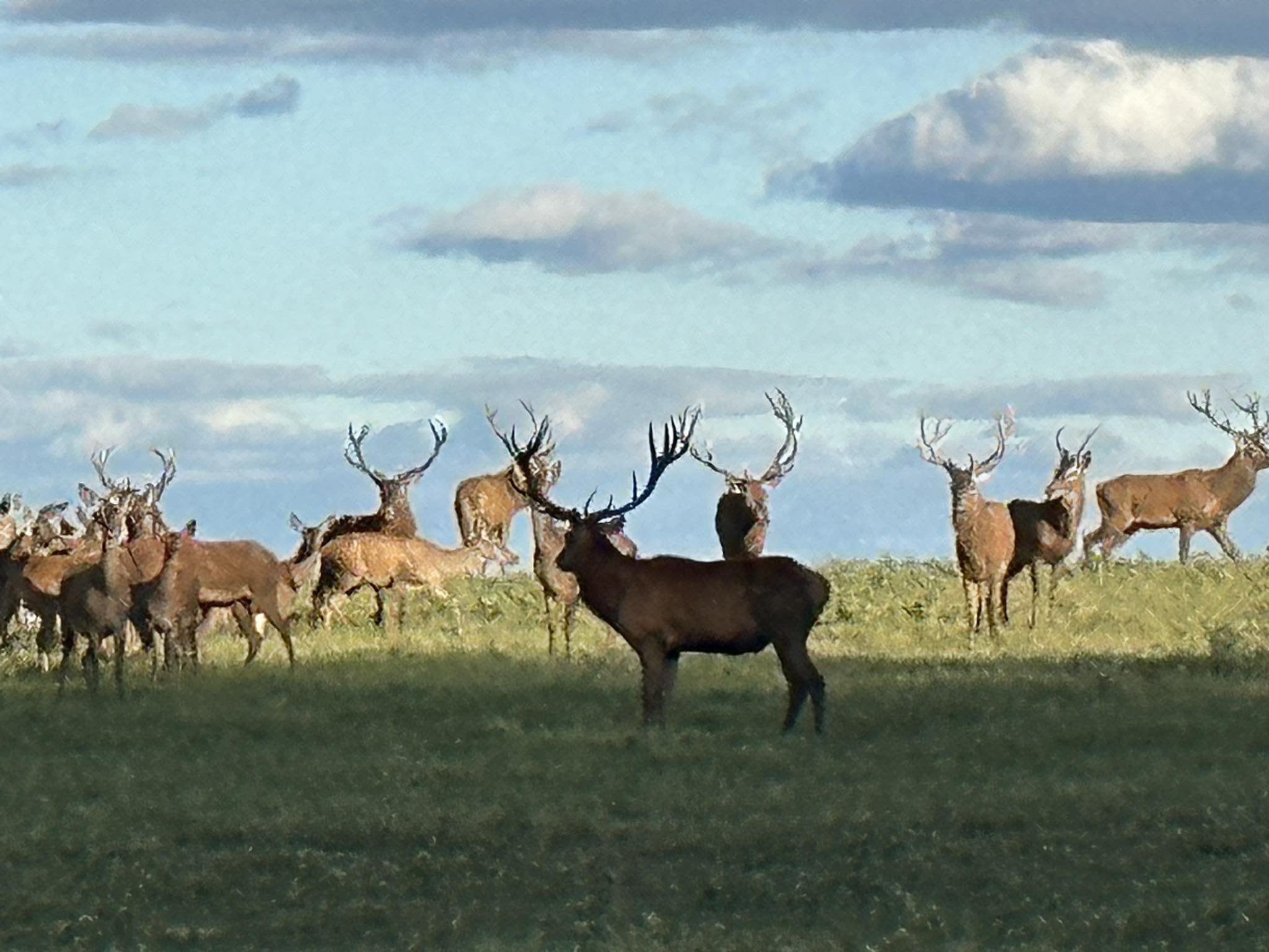 Red Stag Ranch | Centerville TX