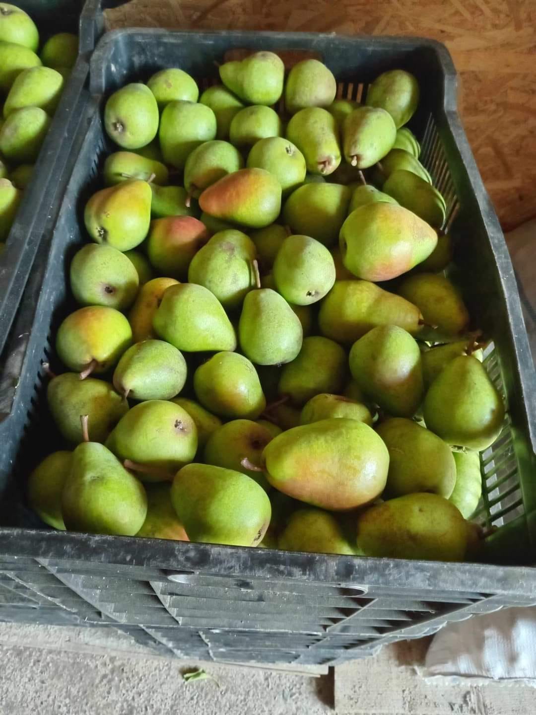 Radaseni