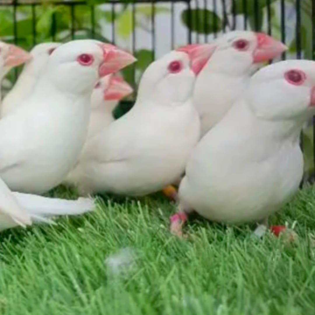 java Bird Mutation info | Facebook