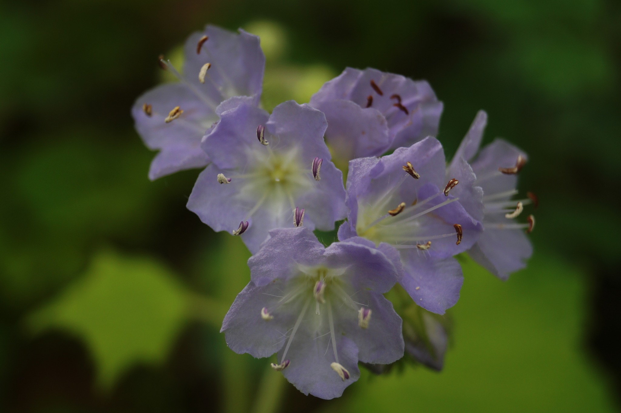 Do you recognize these flowers? Here's a hint: they start with the