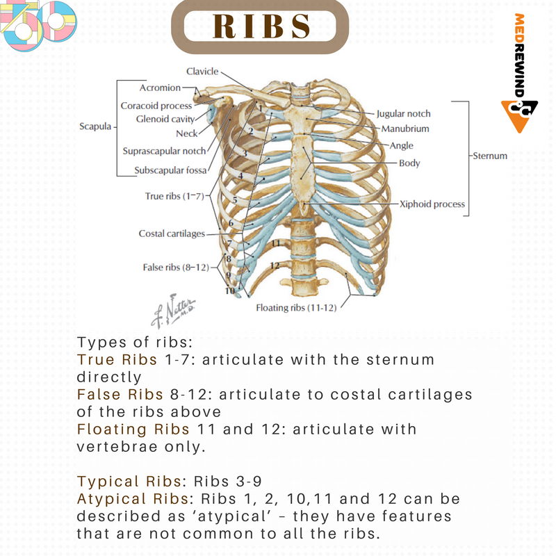 Vertebrosternal True Ribs Figure 9.23 Thoracic Cage Diagram | Quizlet
