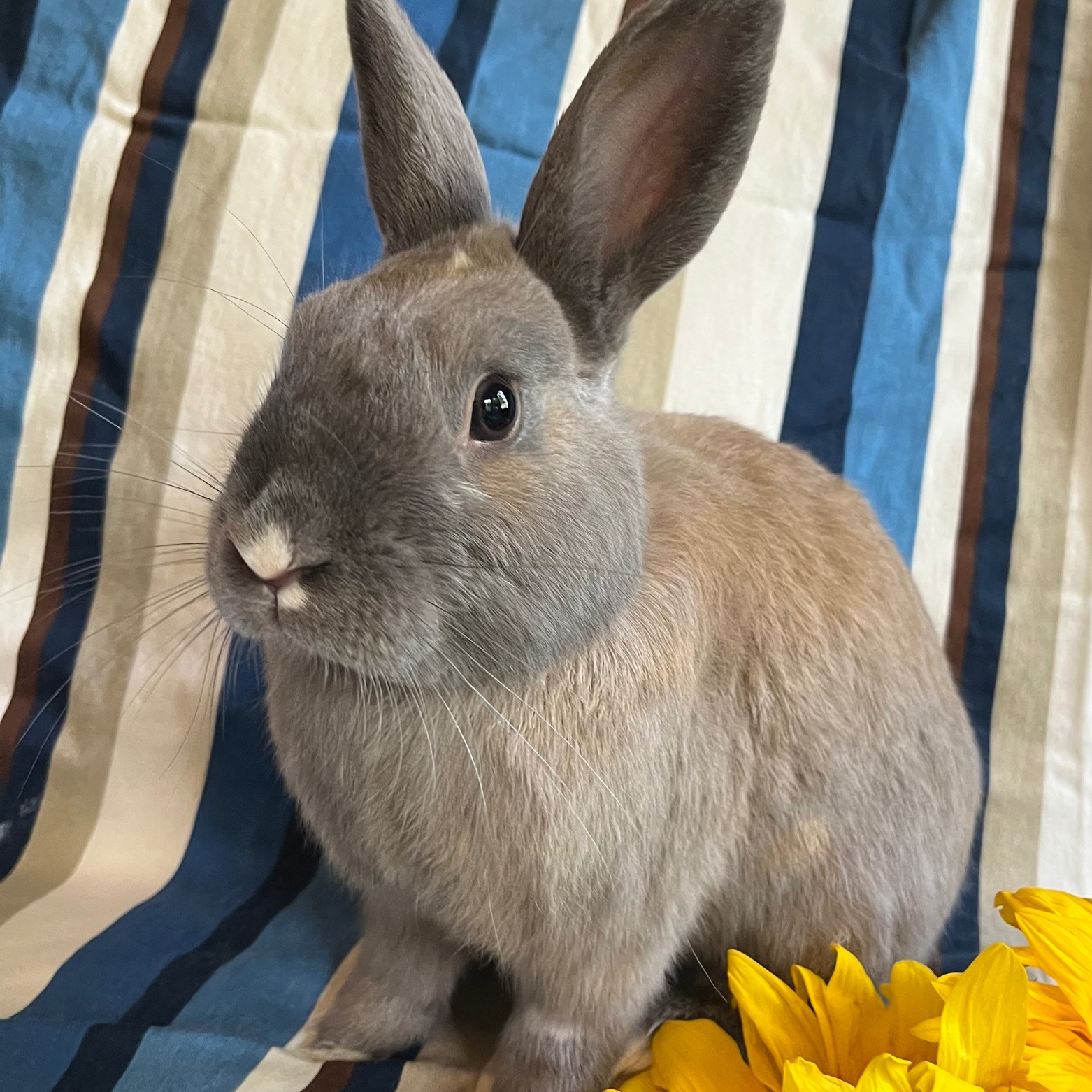 East Bay Rabbit Rescue | Livermore CA