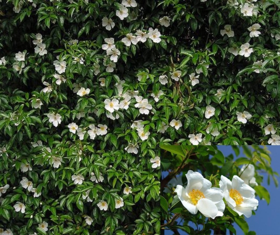 Rewild Alabama : Native Plant Conservation - Invasive Species Spotlight ...