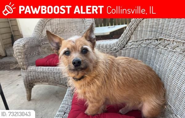 柴*犬様   ROSE スプーン STERLING 925 Illinois - UPDATE: REUNITED!! Prince is home safe & sound after 23
