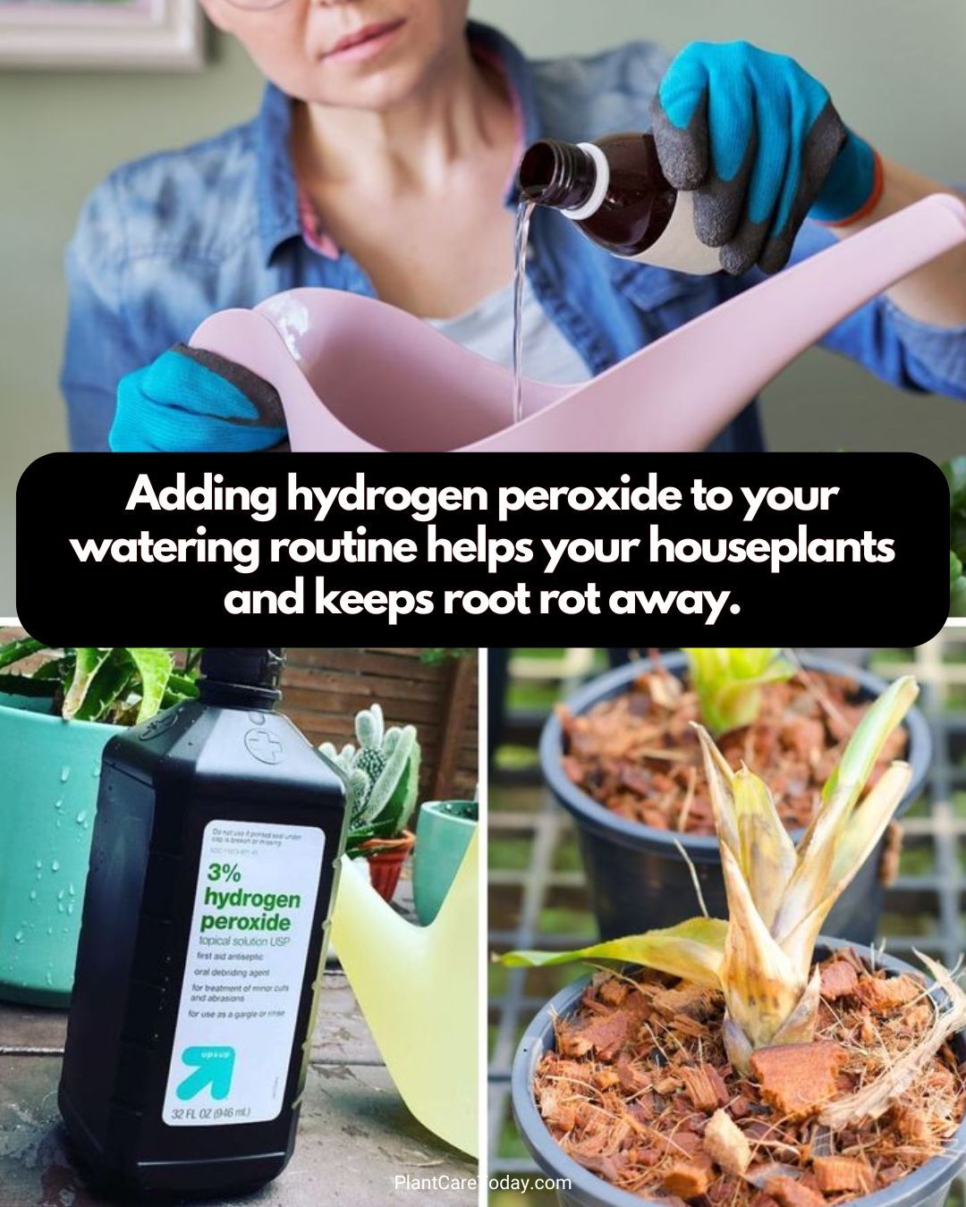 Plant - Adding hydrogen peroxide to your watering routine helps your ...