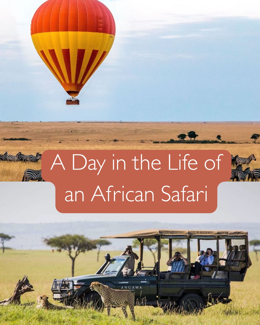 Black - Ever wondered what a typical day on safari looks like? Here’s a ...