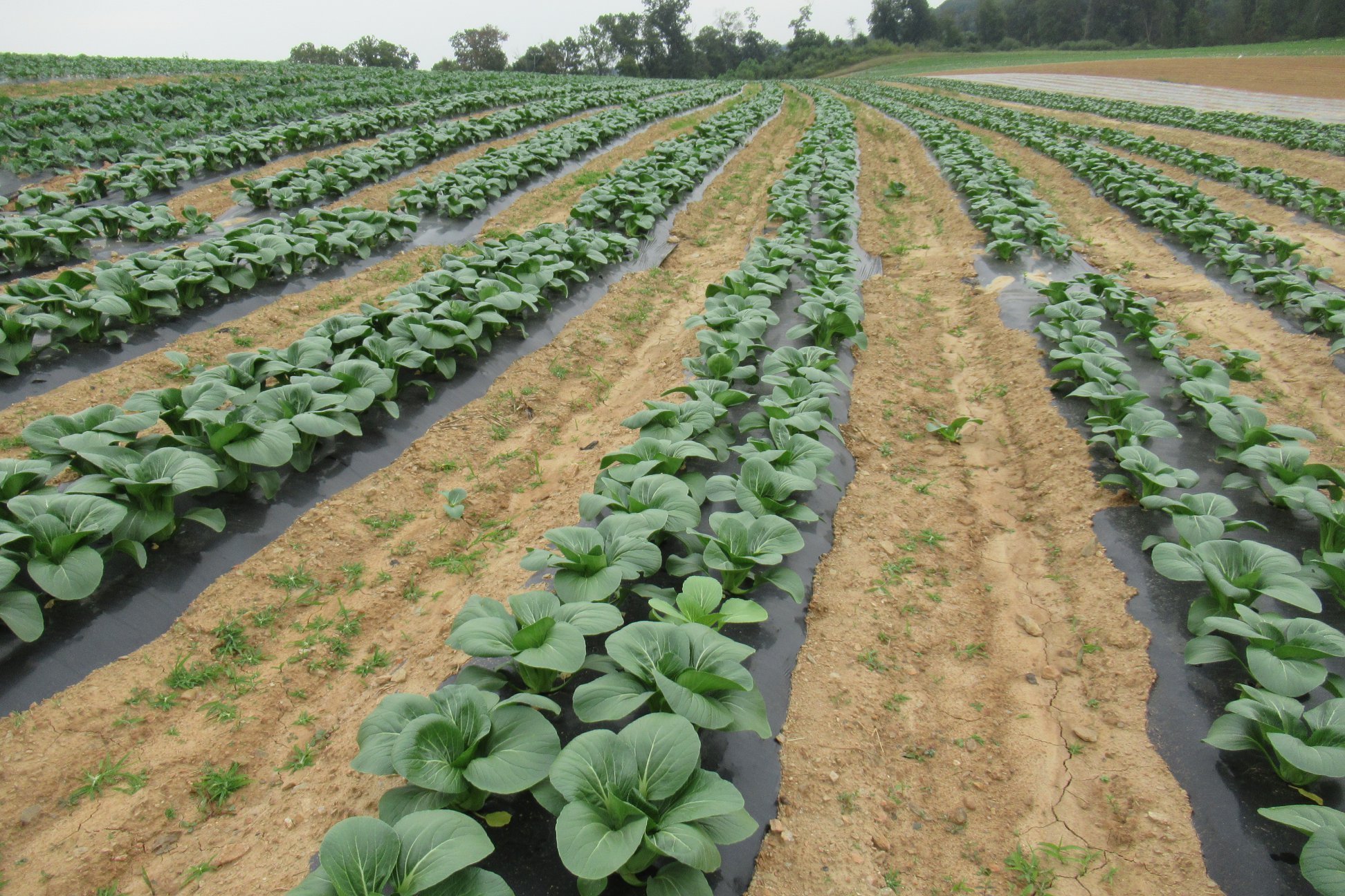 Keystone Bio-Ag