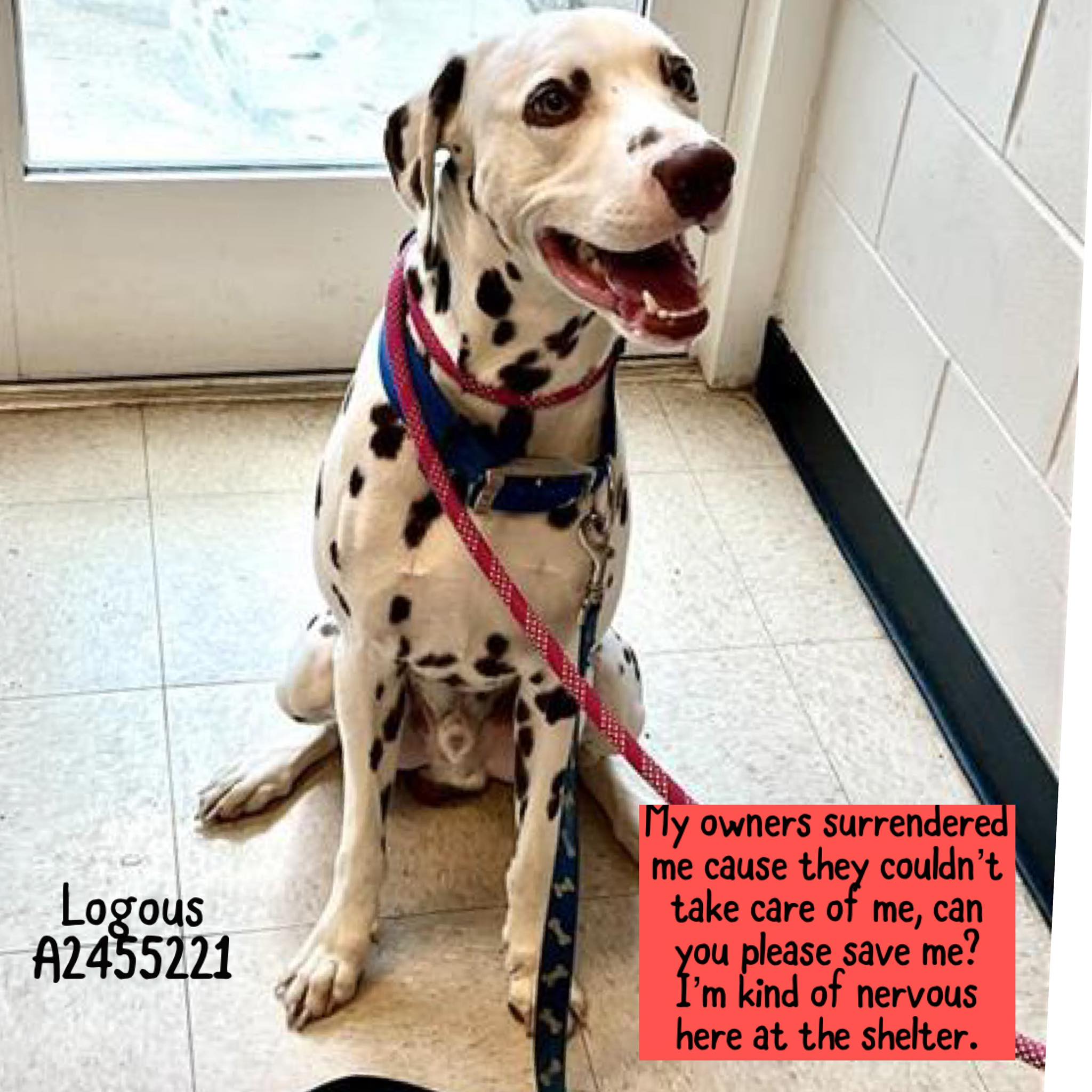 Rescue - *** Adopted on 5-29-25 Logous has been pre adopted!!! Thank ...