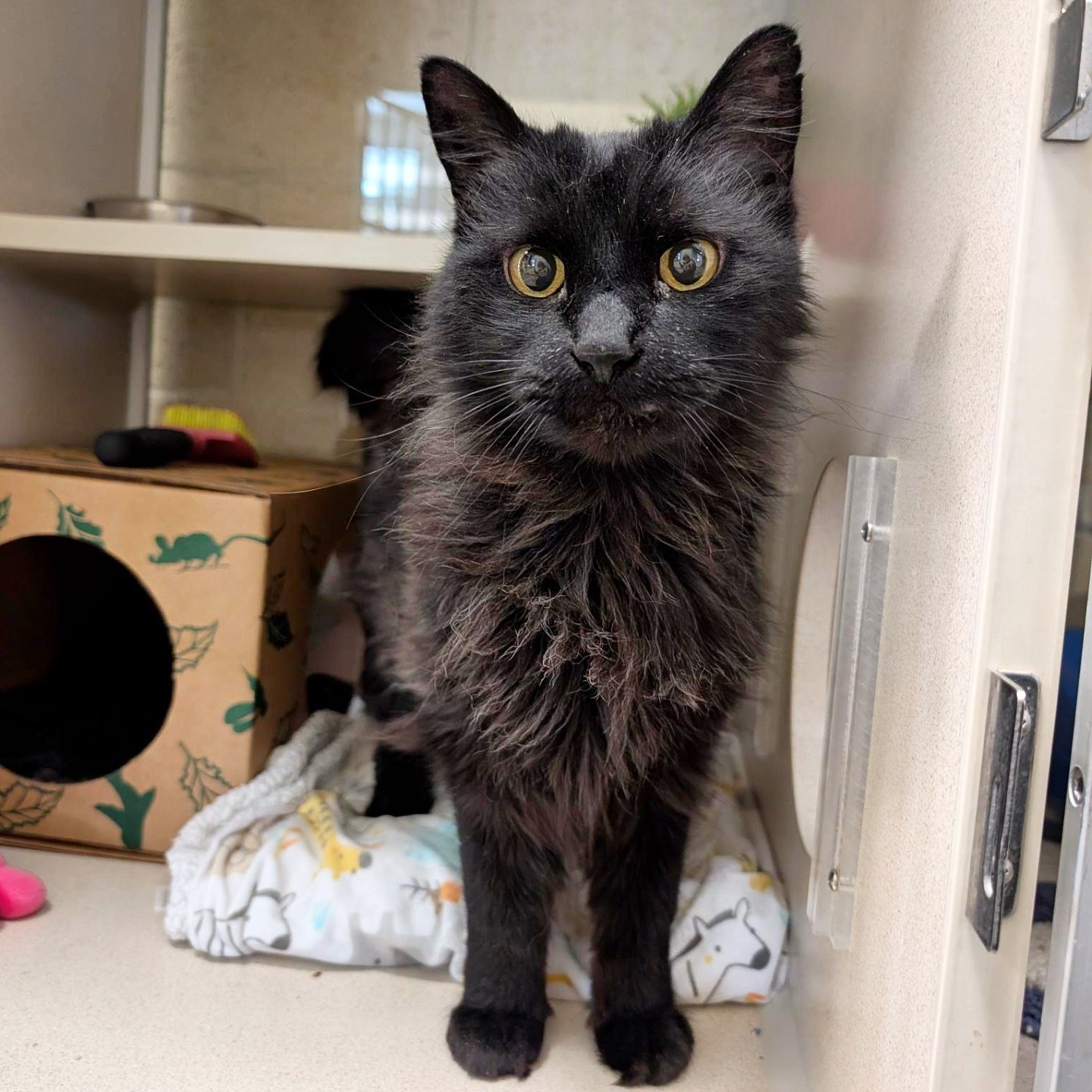 SPCA of Northern Nevada | Reno NV