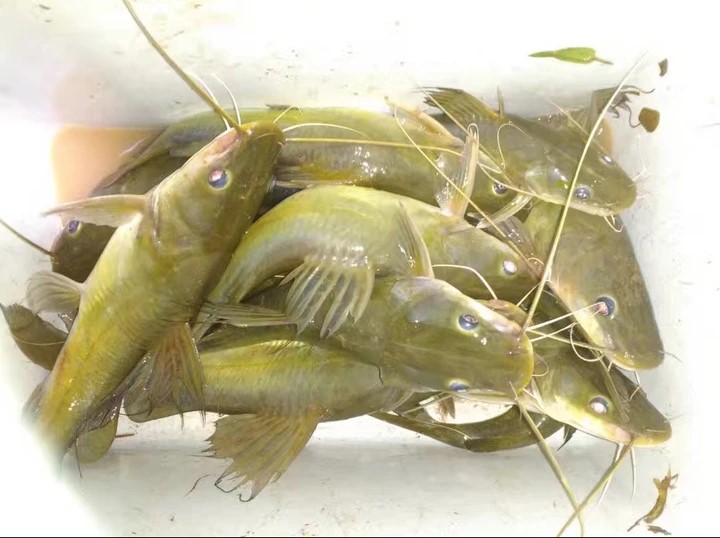 白须公 wyckioides - 顺灃海鲜皇朝 - Soon Fong Seafood Trading | Facebook