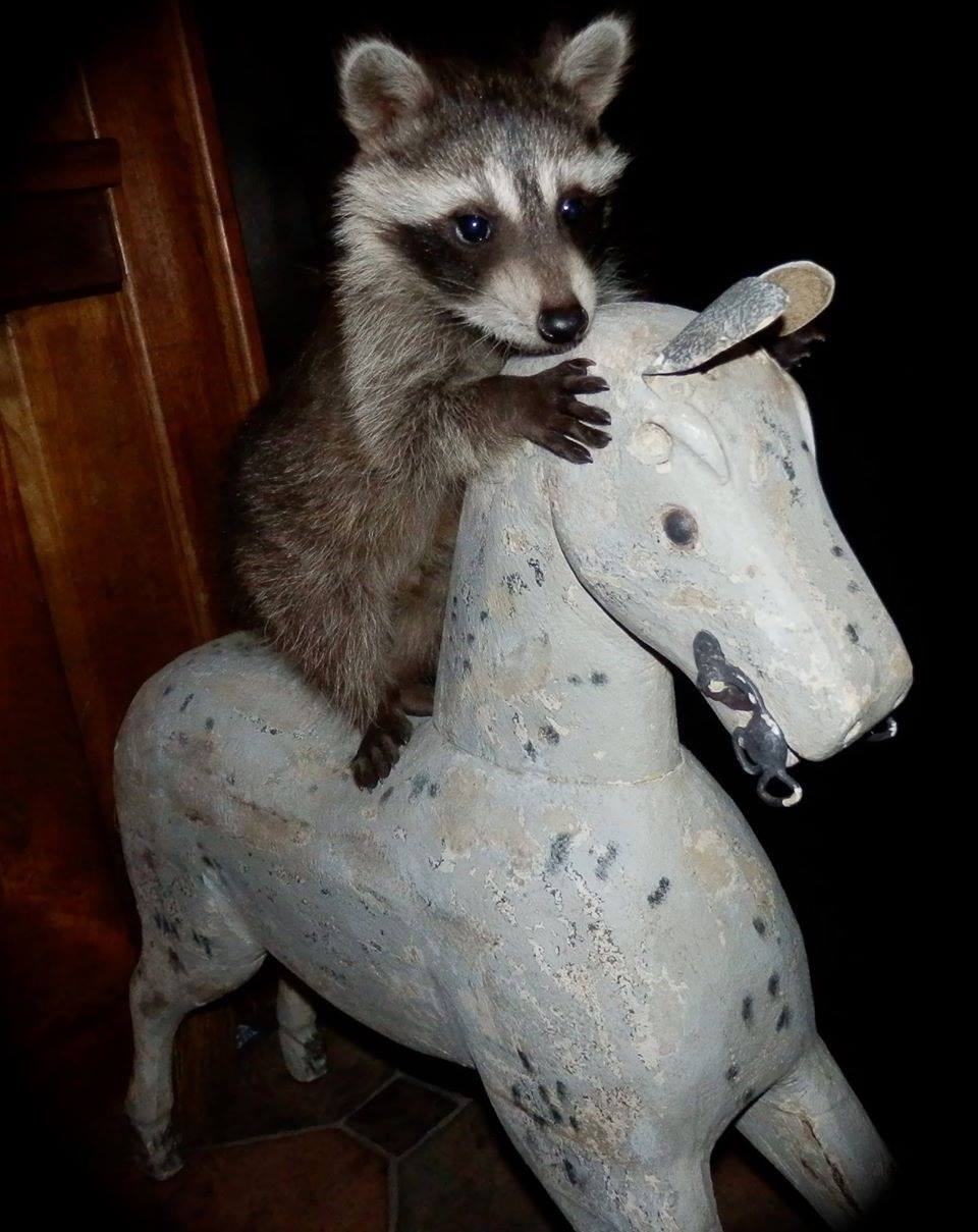 Zorro the Famous Raccoon