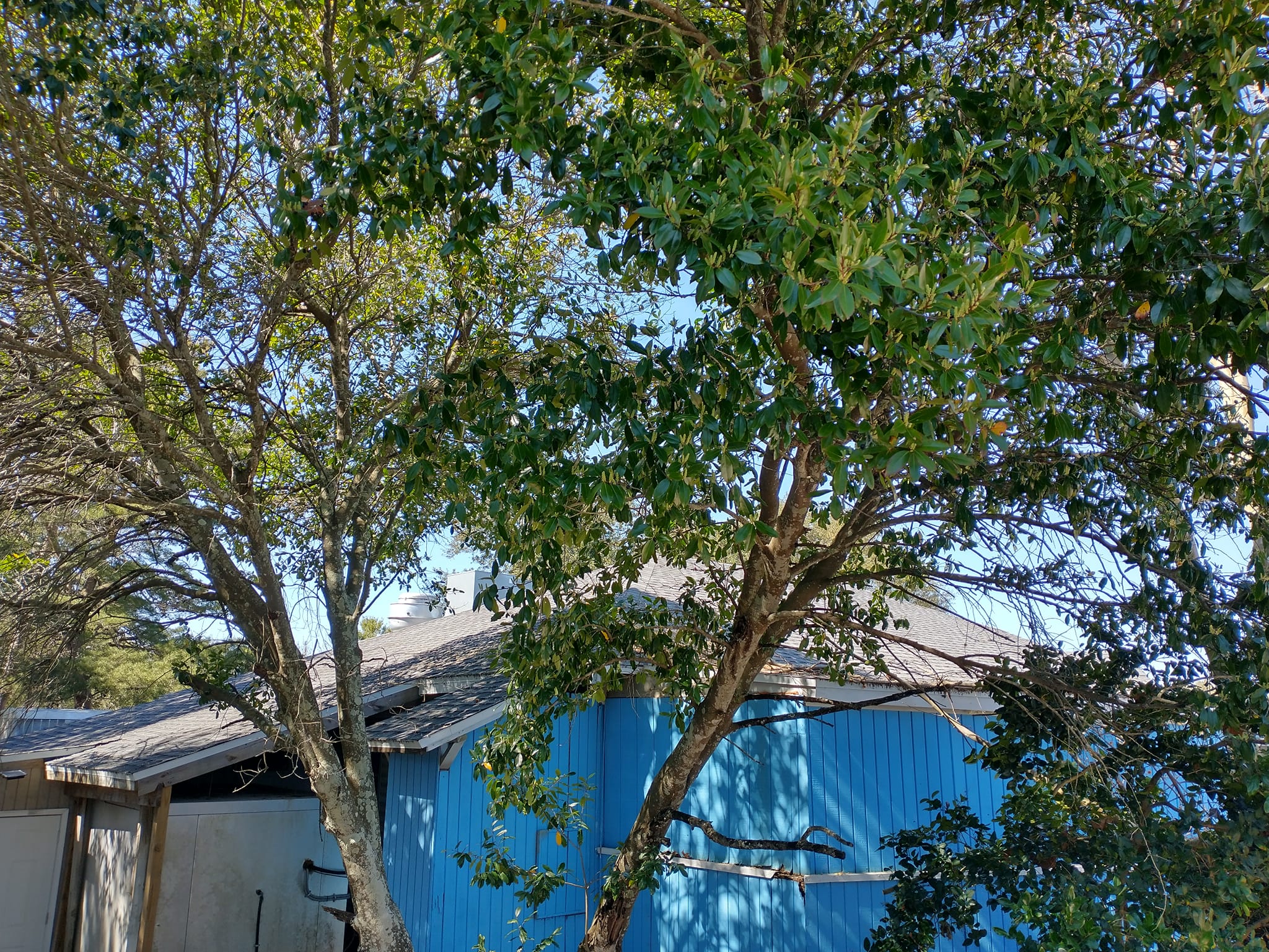 Action Tree Service