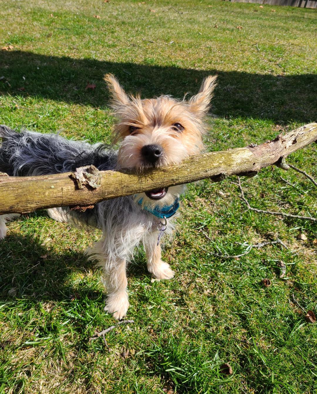 Branch manager reporting for duty... - Sandy Paws Rescue Inc. | Facebook