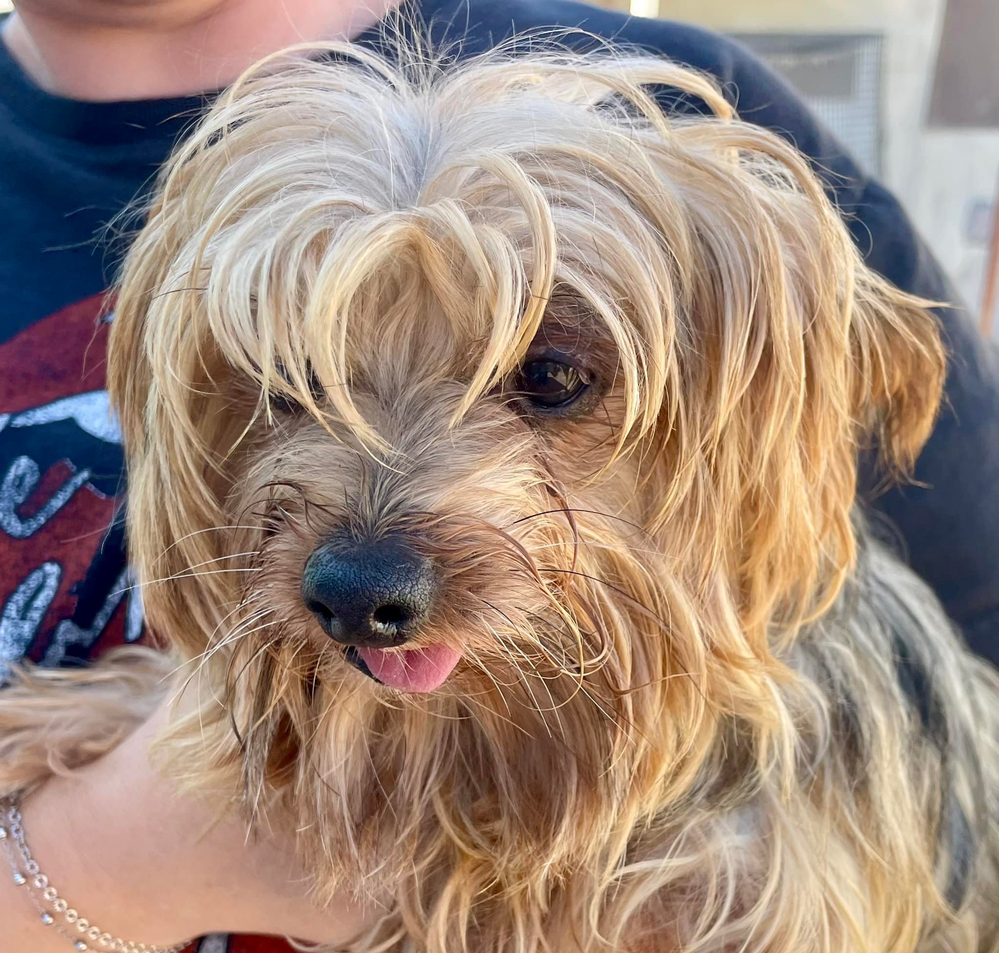 Our rescue team is currently en... - National Mill Dog Rescue