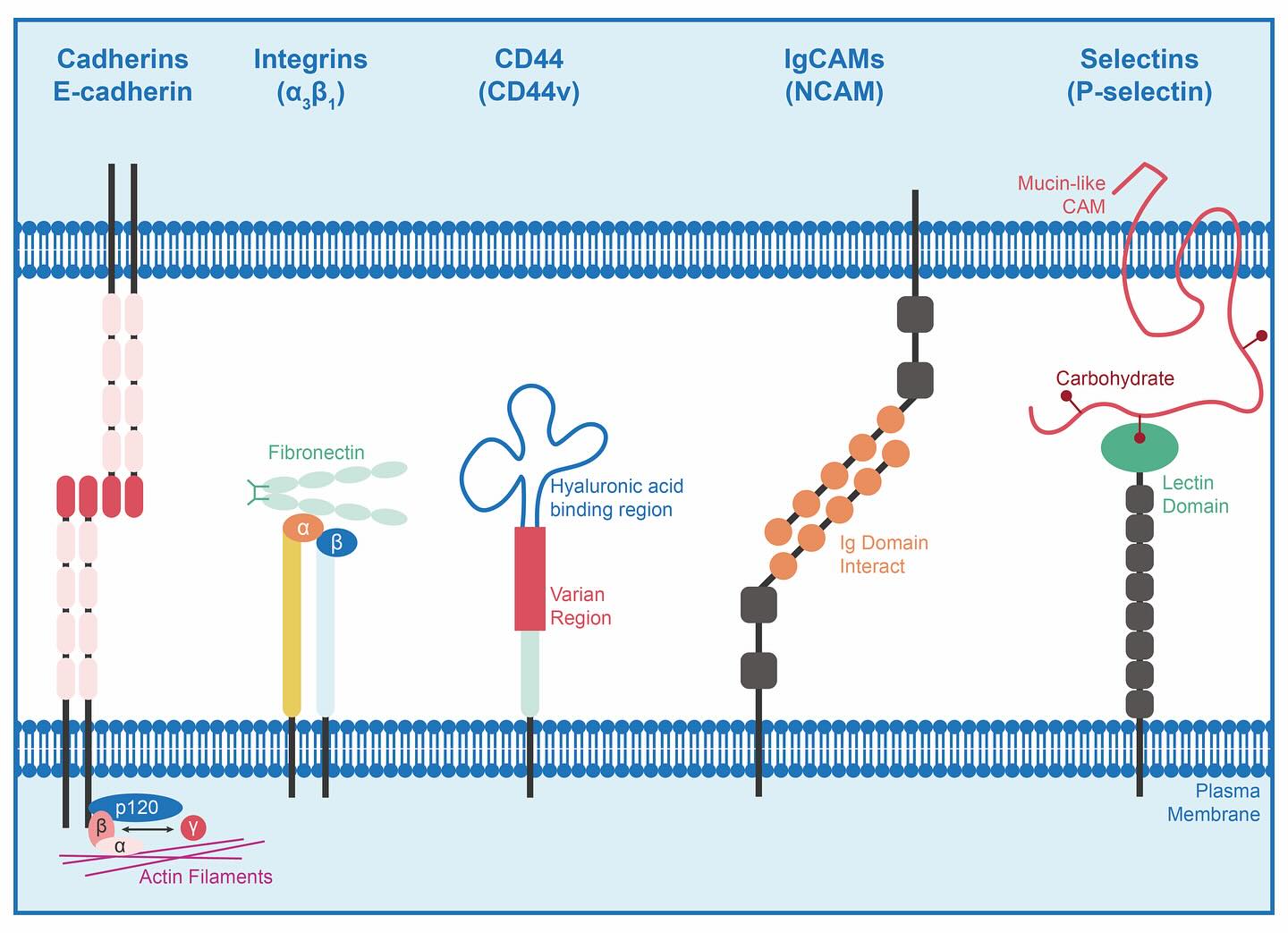 CBEHx - Cell adhesion plays a crucial role in maintaining tissue ...