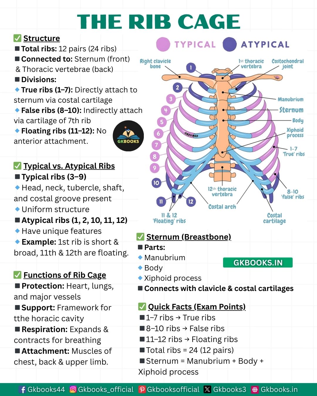 Gkbooks - The Rib Cage: Structure, Types & Key Facts for Exams 📌 Do you ...