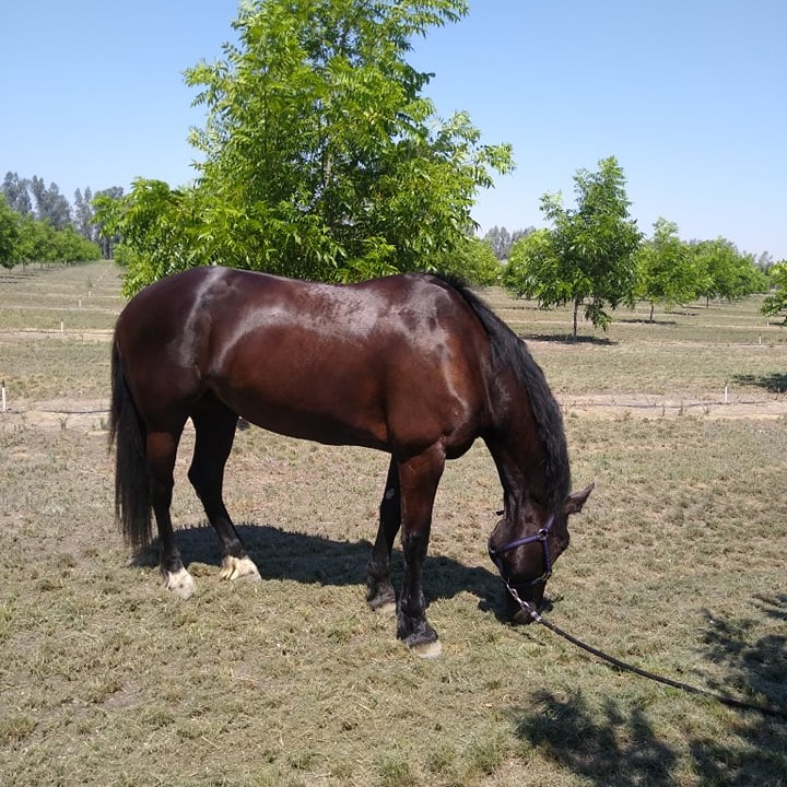 Animal Health Solutions and Equerry's - After an intense show or ...