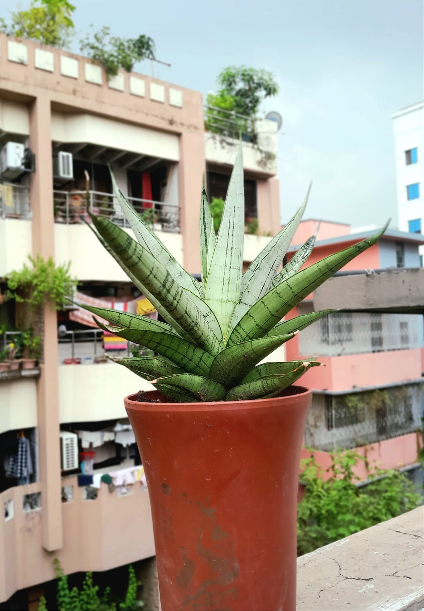 Sansevieria Himalayan,Pattaya,Buntheing,Asancaya and Rock man