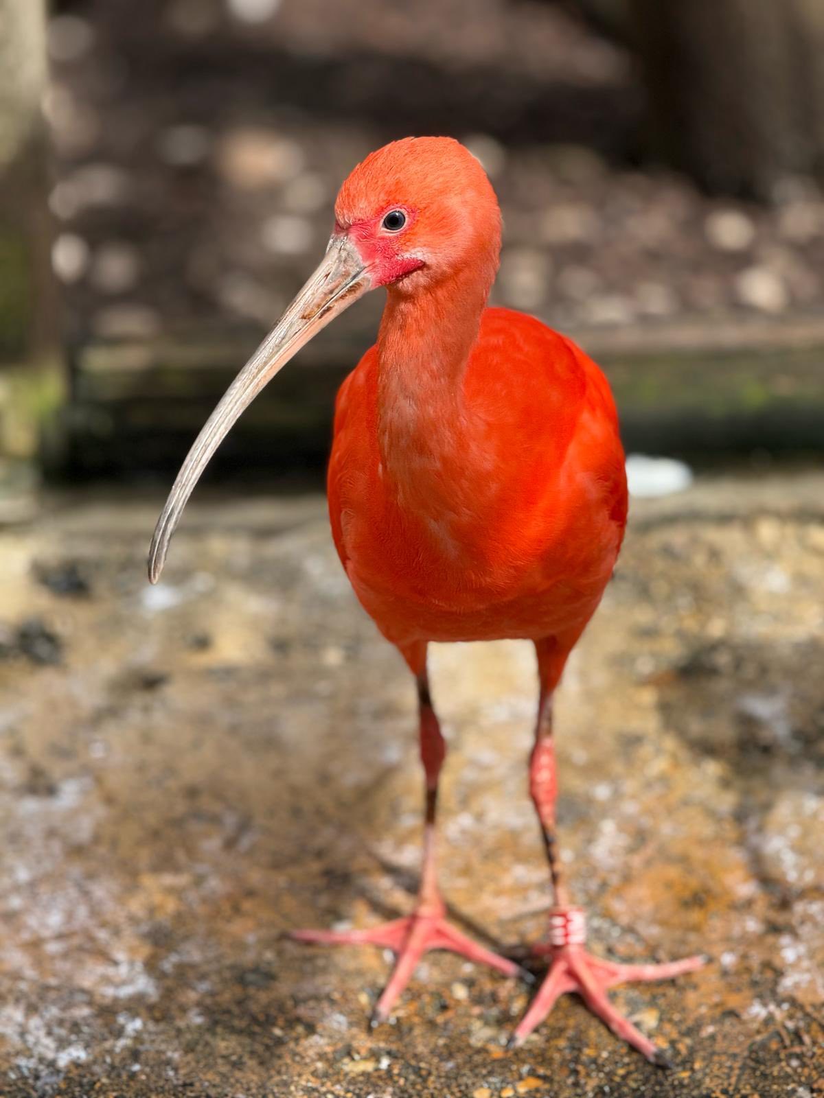 IBIS ROUGE ❤️ Lors de votre visite au Parc, observez cet oiseau