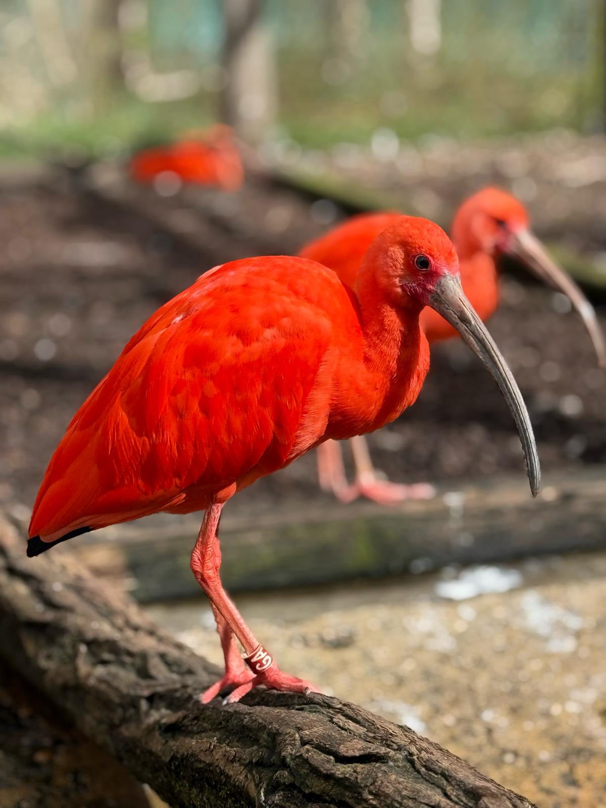 IBIS ROUGE ❤️ Lors de votre visite au Parc, observez cet oiseau