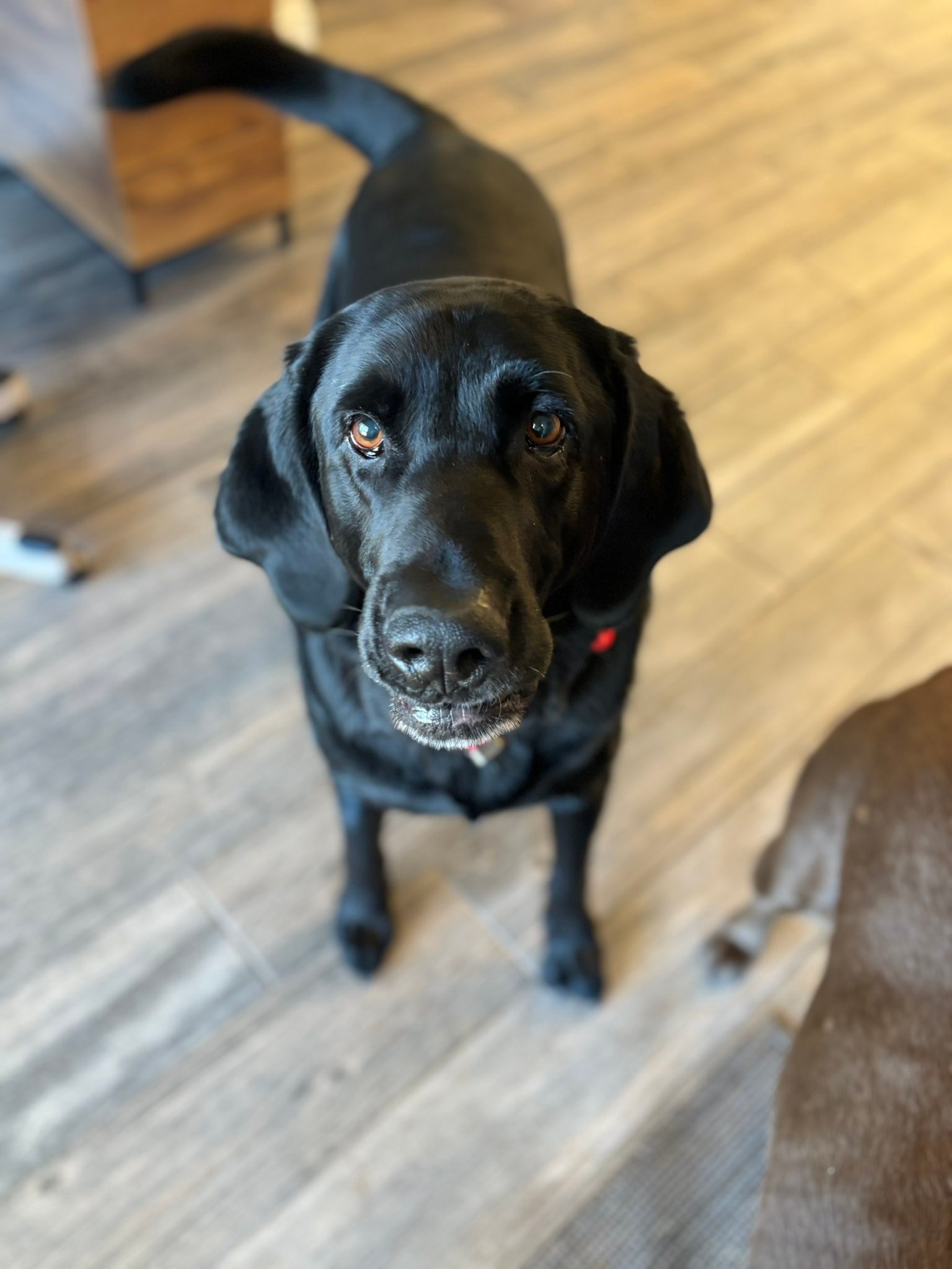 Heartland Lab Rescue | Oklahoma City OK