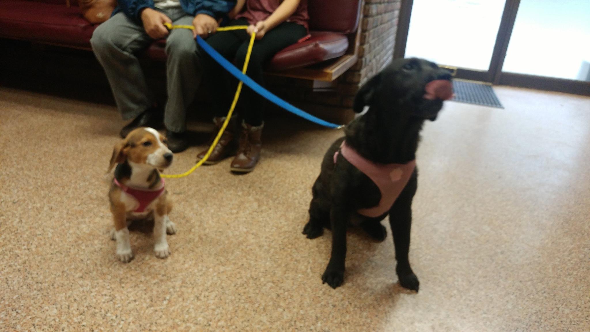 Here is Tulip and her new... - Peekskill Animal Hospital