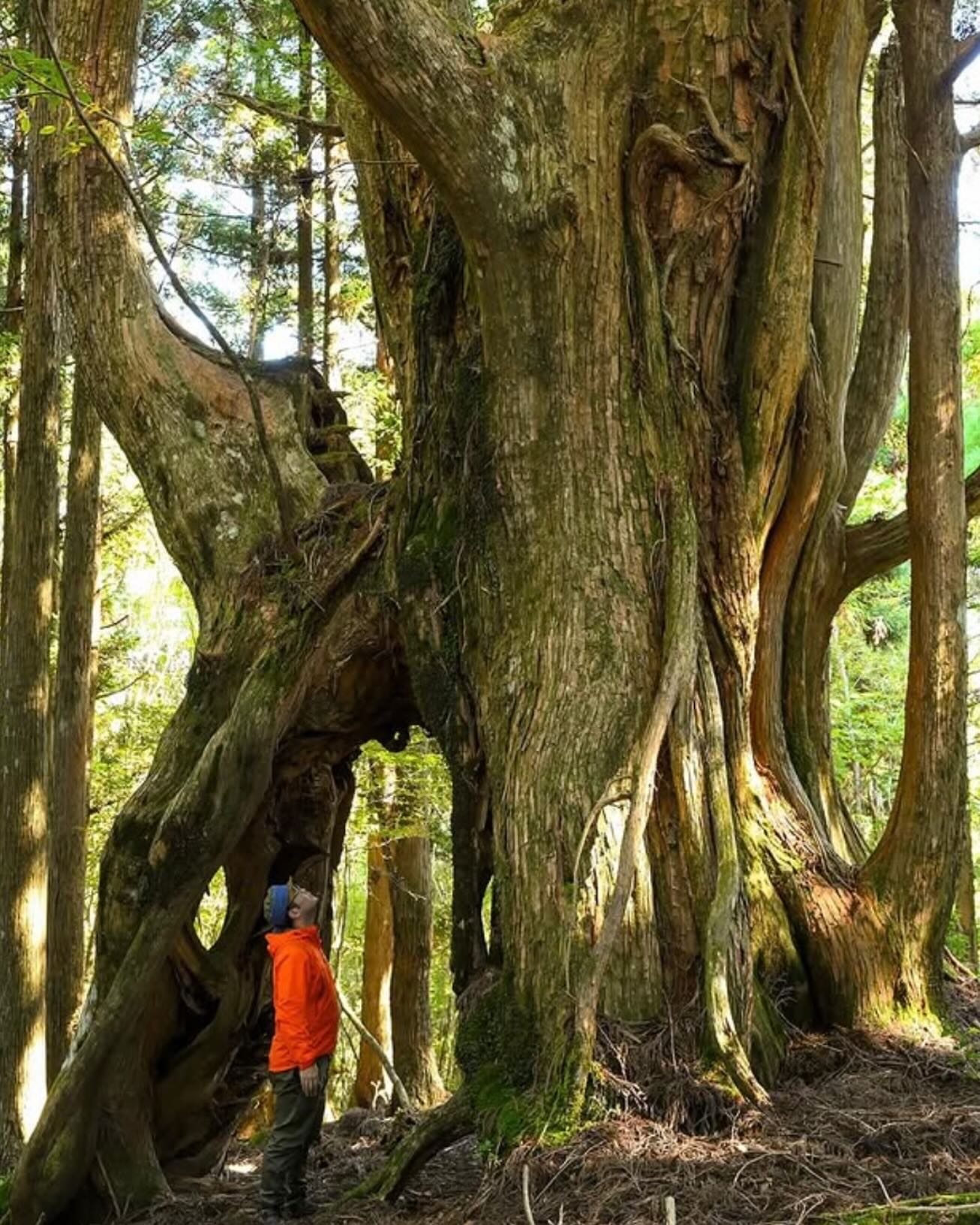 An Ancient Japanese cedar or Sugi (Cryptomeria japonica)
