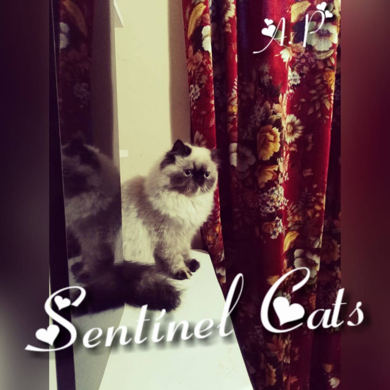 Sentinel Cats | El Alto