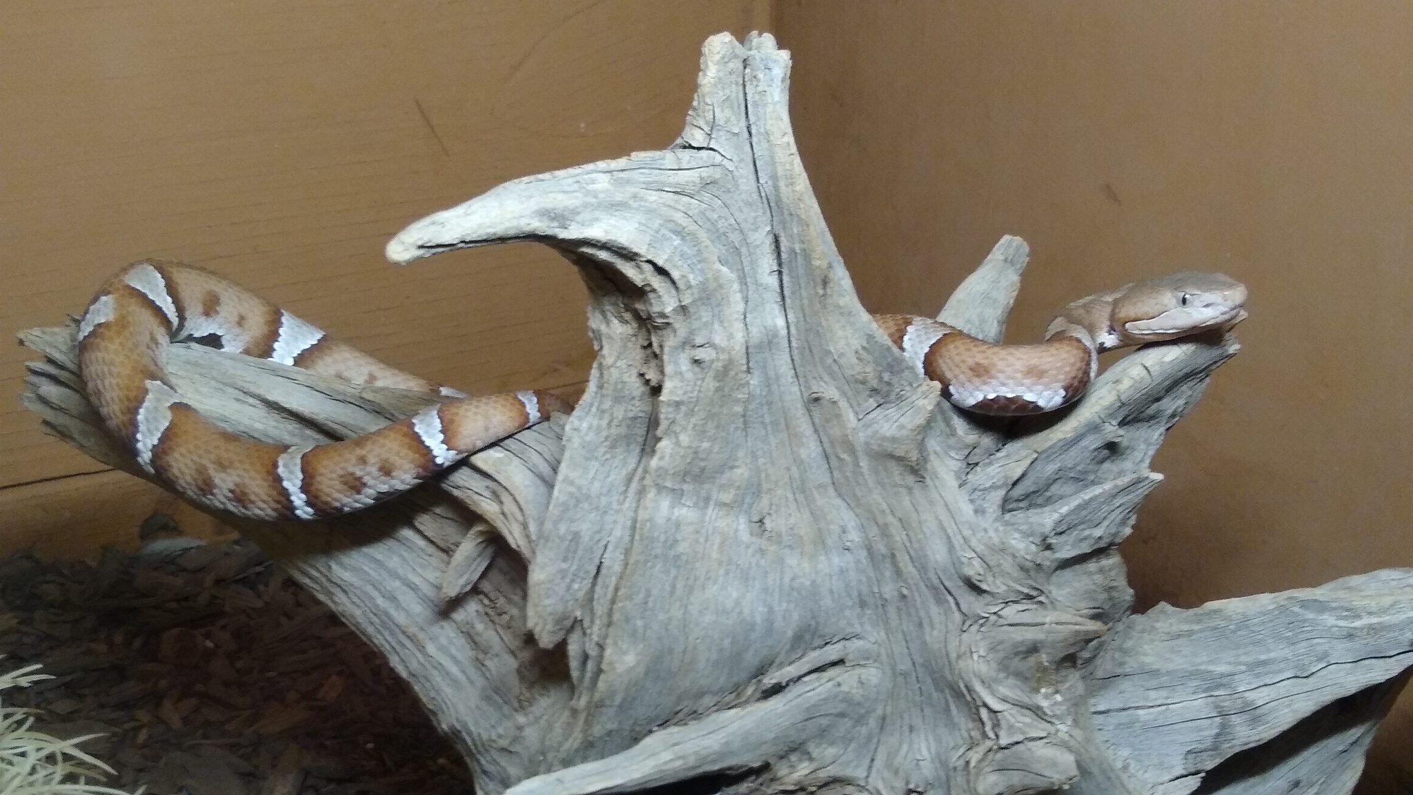 American International Rattlesnake Museum | Albuquerque NM