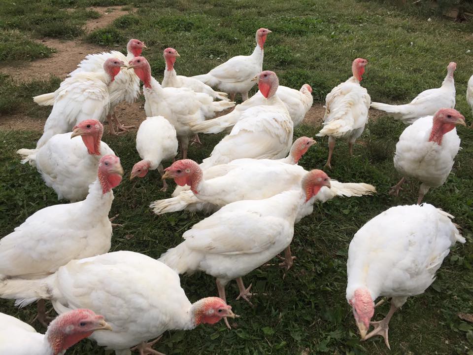 One Bad Day Farm | Holtwood PA