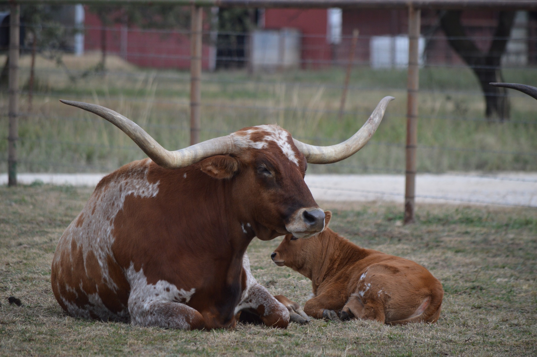 Windy Ridge Ranch added a new photo. - Windy Ridge Ranch
