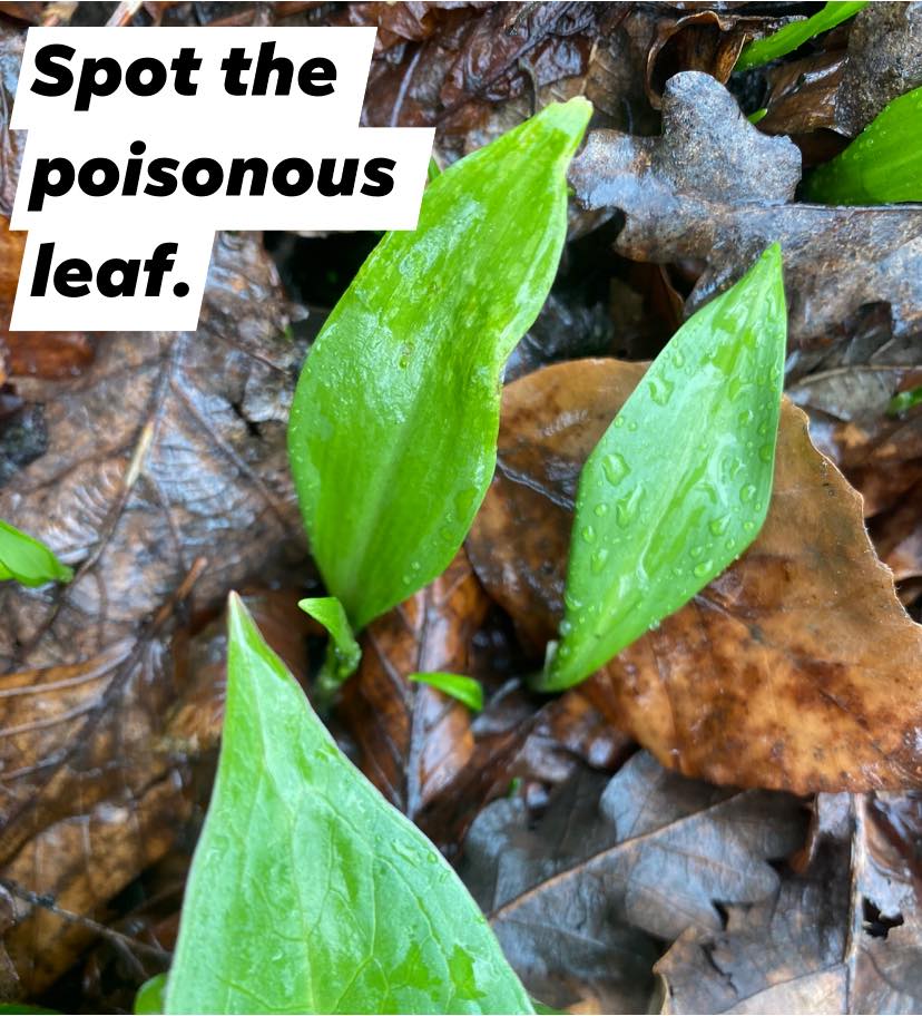 Can you spot the difference? While... - Wild Roots Foraging