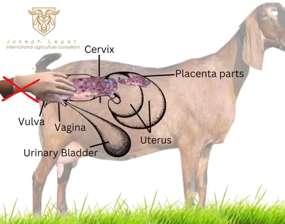 Vets India - Dog 'Copulatory Tie' Problem ...