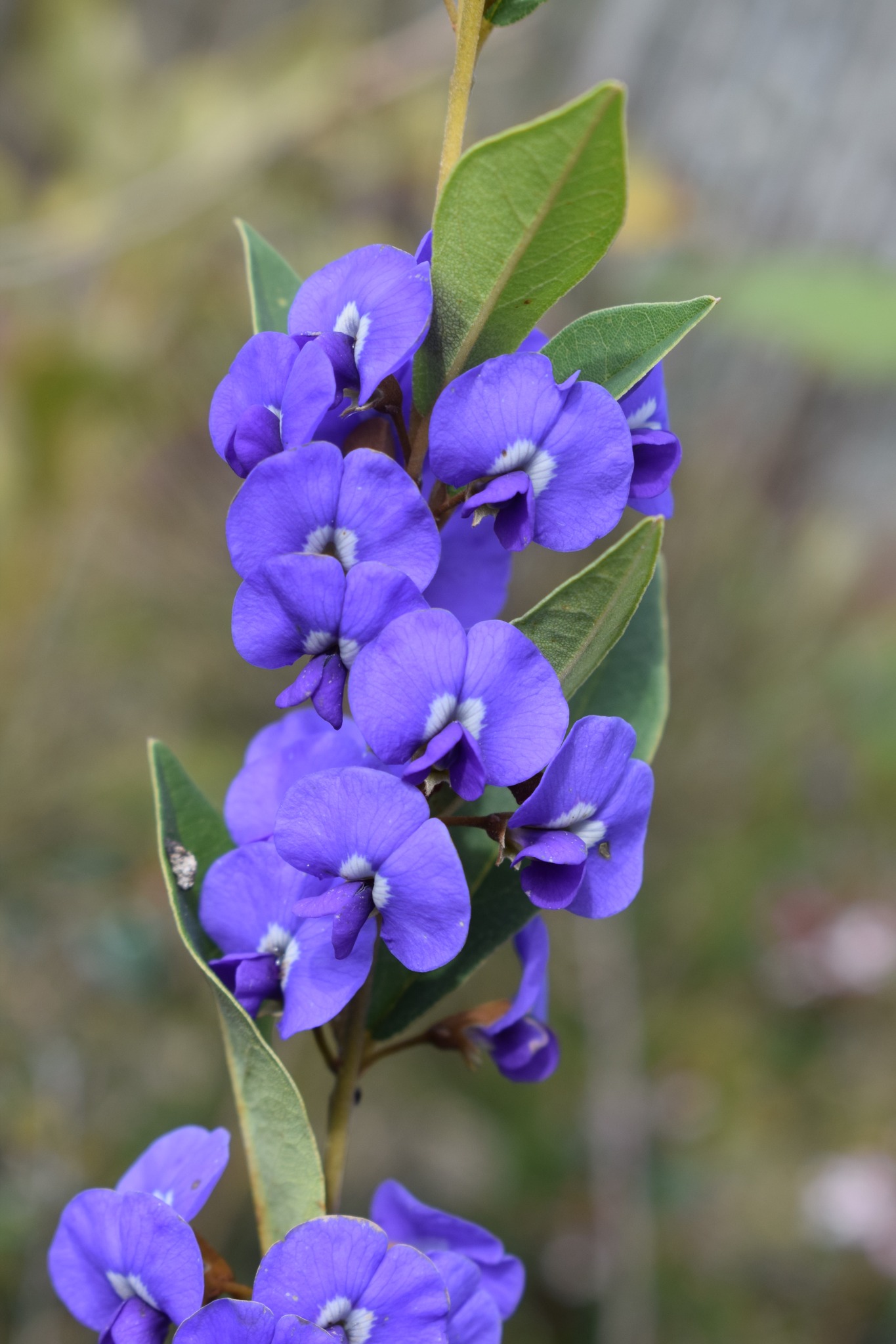 Oldina Nursery | Oldina TAS