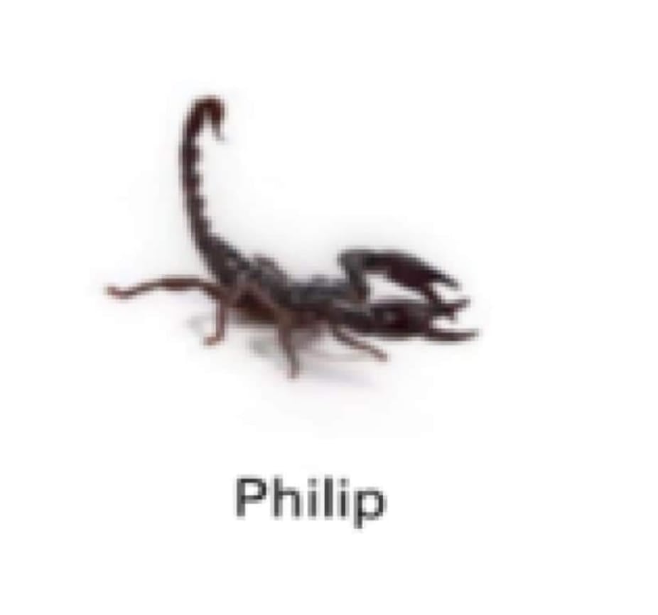 Insects with fitting names - Philip was named after Alexander the Great ...