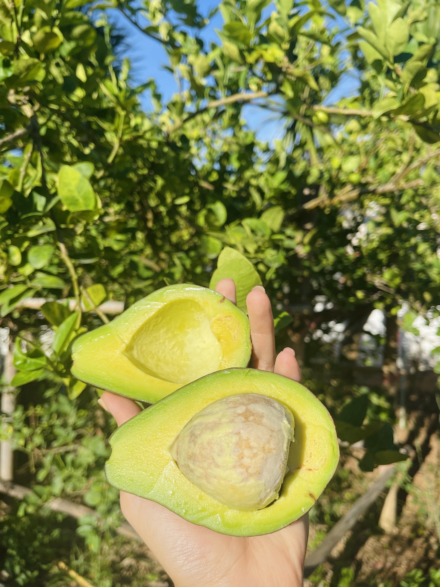 สวนสะมะดุล Samadul Farm