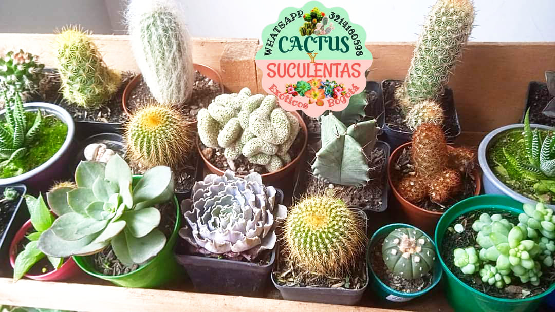 Cactus y Suculentas Exoticas Bogotá | Bogotá