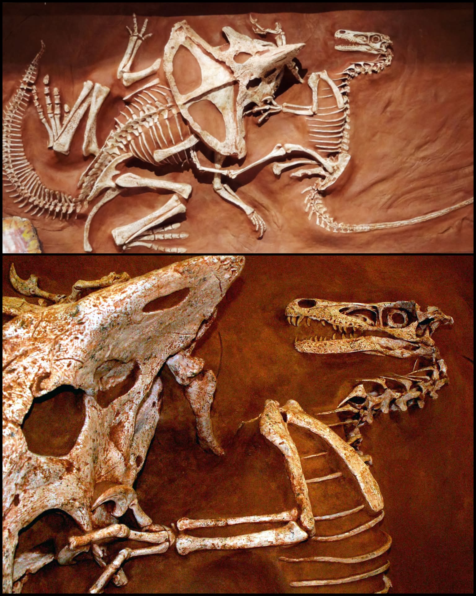70 million year old dinosaur fossil discovered in Mongolia's Gobi